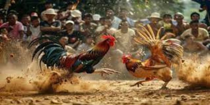 Bạn nên chọn nhà cái an toàn để cuộc chơi đá gà trở nên vui vẻ hơn