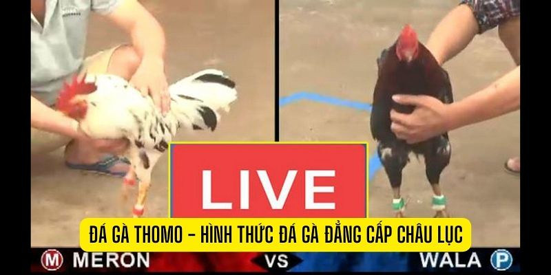 Kèo cược thường gặp trong một trận chọi gà