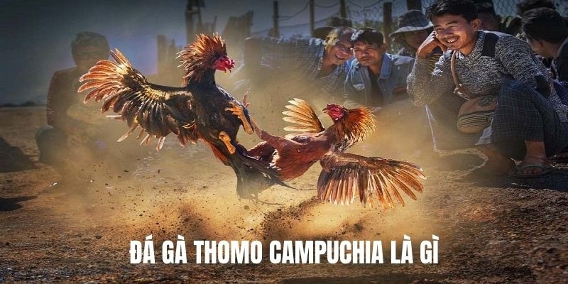 Đá gà Thomo và những thông tin cơ bản
