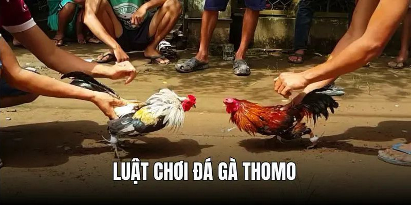 Quy định, luật chơi cơ bản liên quan đến đá gà Thomo