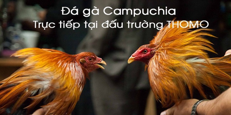 Sức hấp dẫn của đá gà Thomo Campuchia tại nhà cái 188bet