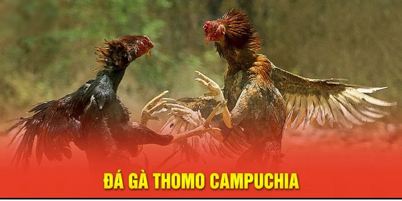 đá gà thôm campuchia