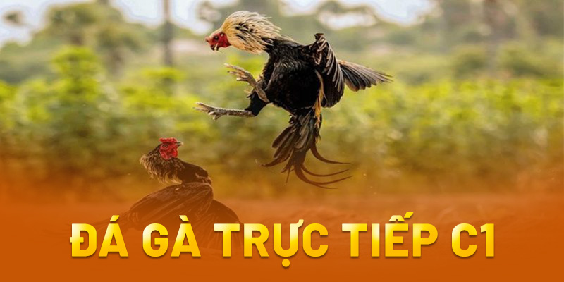 đá gà trực tiếp c1 là gì