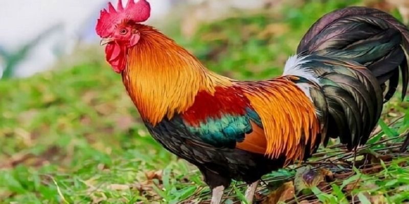 Giới thiệu thông tin tổng quan về màu mạng đá gà là gì