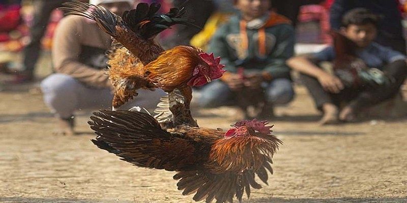 Màu xám trong màu mạng đá gà hiện nay
