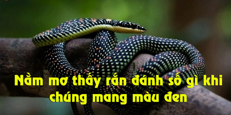 Chiêm bao thấy rắn có màu đen đánh con gì để thử vận may