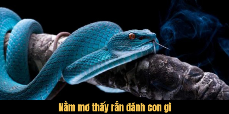 Tận dụng tốt cơ hội đổi đời khi mơ thấy 3 con rắn