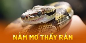 nằm mơ thấy rắn đánh số mấy