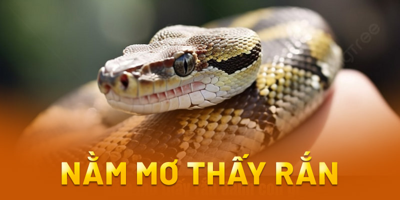 nằm mơ thấy rắn đánh số mấy