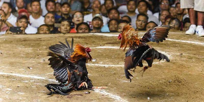 Nếu bạn là người mới hãy nắm rõ luật đá gà để dễ dàng chiến thắng